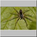 Philodromus dispar - Laufspinne 02.jpg